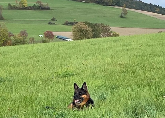 Greenholidays Сasa de vacaciones *